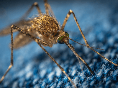 About Restaurant Pest Control Kingstowne - restaurant pest control experts in Kingstowne